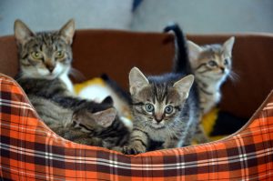 Three_pet_cats_in_bed